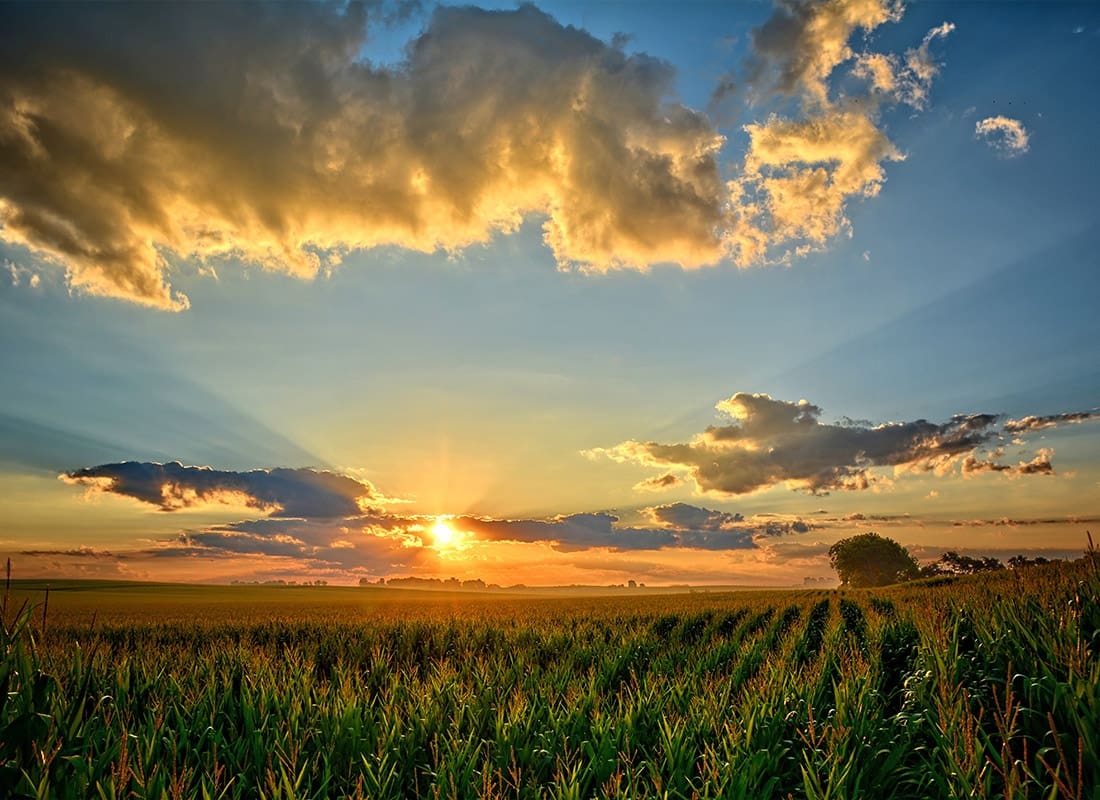 Avoca, IA - Tall Grass in a Field During Sunset on a Cloudy Day