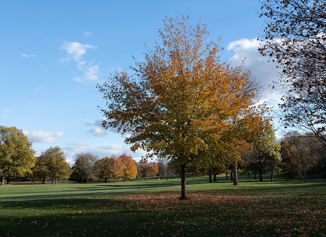 Red Oak, IA - Lush Trees in a Big Park During Autumn